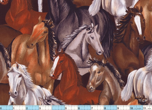 Wild Horses Mustangs Stallions