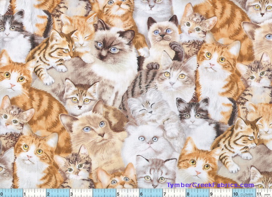 Beautiful Cats -  Adorable Kittens